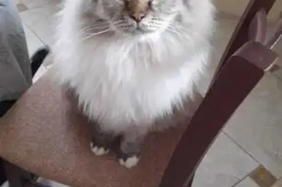 Пропал кот, 46Н-02905, Манихино - огромный пушистый - photo