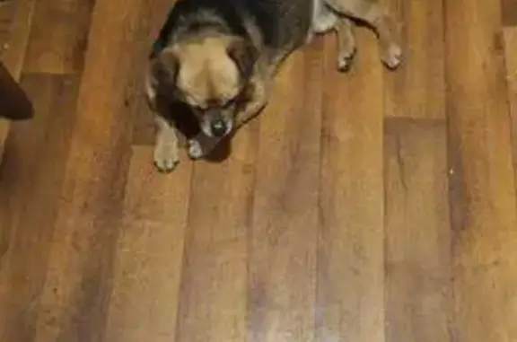 Пропал собака, проспект Космонавтов, Ростов-на-Дону - в коричневом ошейнике - photo