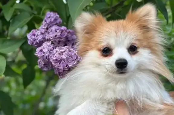 Пропал шпиц, Трудобеликовский, Краснодарский край - белый с рыжиной - photo