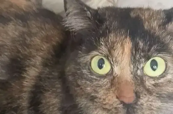 Пропала кошка, Магистральная улица, 47, Омск - отзывается на пупсик - photo