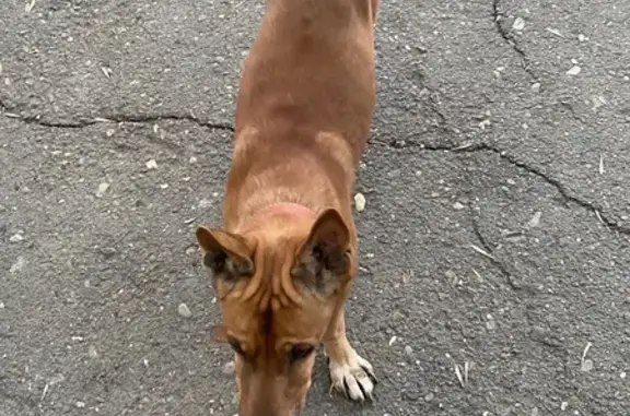 Объявления о пропавших и найденных животных, Оренбург, фото: Найден собака, улица Конституции СССР, 3, Оренбург - рыжий пес с красным ошейником