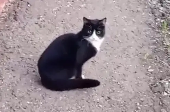 Объявления о пропавших и найденных животных, Оренбург, фото: Найден кот, Шоссейная улица, Оренбург - черно-белый, котик-подросток