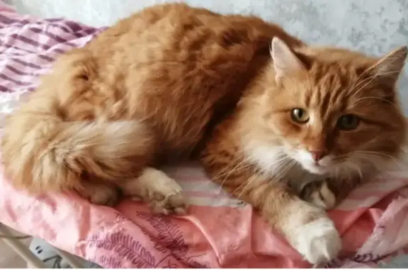 Пропал кот, Академическая улица, Редкино - рыжий окрас, белая грудь и лапки - photo