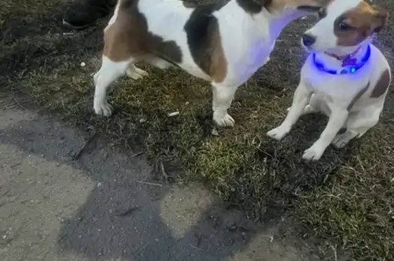 Найдена собака, Ярославль, фото: Найдена собака, Красноборская улица, 3, Ярославль - Джек-Рассел терьер