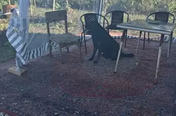 Пропал собака, Анапа - кобель, помесь лабрадора Барон - photo