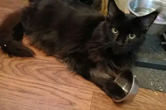 Пропал кот, улица Маршала Мерецкова, 8, Москва - черный мэй кун - photo