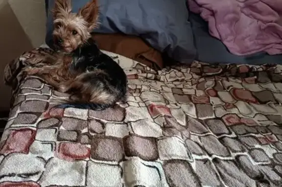 Найденные животные Новочеркасск, фото: Найден йоркширский терьер, Магистральная улица, 6А, городской округ Новочеркасск