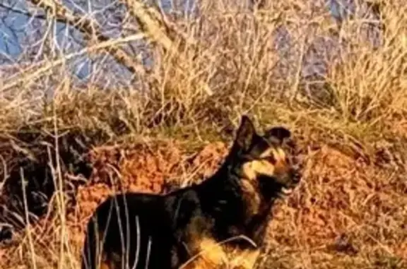 Объявления о пропавших и найденных животных, Оренбург, фото: Найдена собака, Оренбург - красивые собаки, возможно, давно бездомные