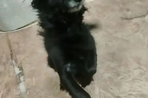 Пропал собака, мужской, улица Чапаева, 35, Туймазы - черный с ошейником - photo