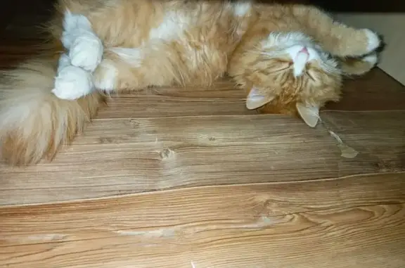 Потерянные животные Кострома, фото: Пропал кот, улица Маяковского, 16, Кострома - рыжий с белой грудкой