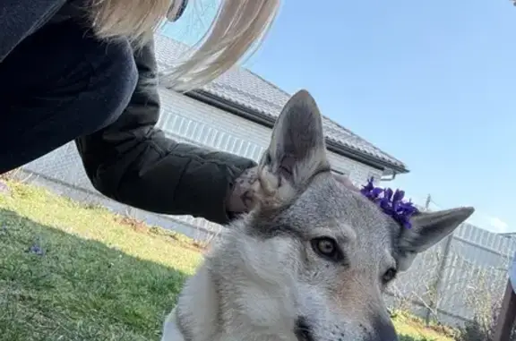 Пропала собака, 03К-074, Краснодарский край - похожа на волка - photo