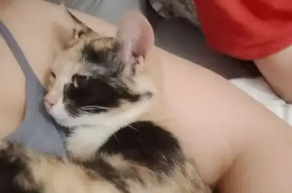 Пропала кошка, улица Короленко, 36, Казань - photo