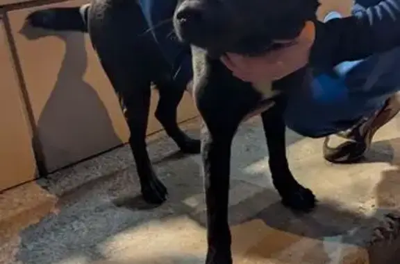 Найдена собака, Калуга, фото: Найдена собака, Моторная улица, 15, Калуга - черная с белой грудкой