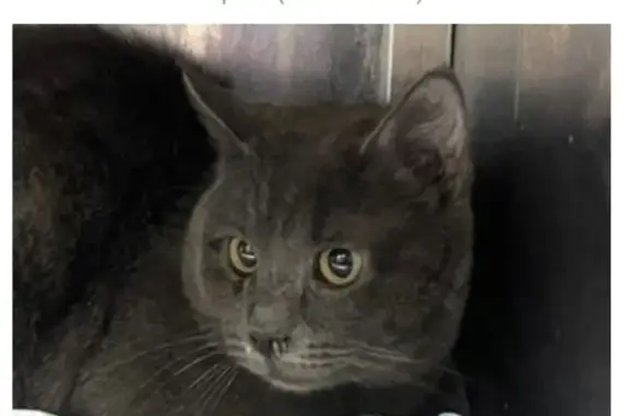 Найдена кошка, Зеленоград, фото: Найден кот, Зеленоград, Москва - дымчатый окрас