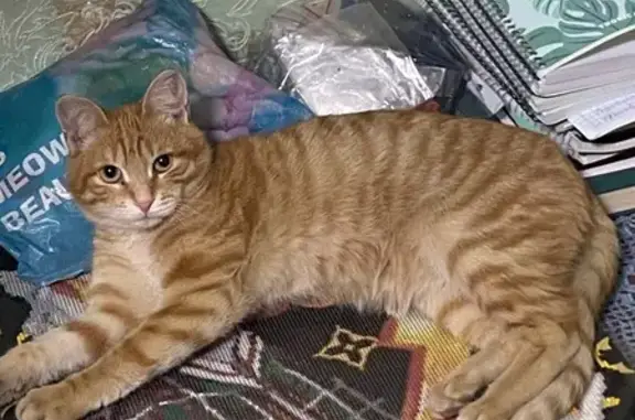 Пропал кот, Первомайская улица, 169, Иркутск - photo