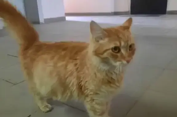 Найденные животные Астрахань, фото: Найдена кошка, улица Бабаевского, 1 к7, Астрахань - рыжая, беременная