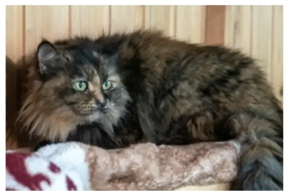 Найденные животные Москва, фото: Найдена кошка, Митинская улица, Москва