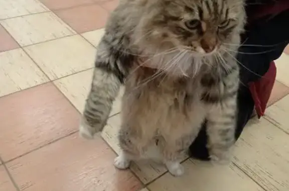 Найденные животные Мурманск, фото: Найдена кошка, улица Старостина, 55, Мурманск - напуганная домашняя