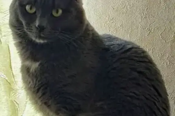 Пропал кот, улица Академика Сахарова, 105 к2, Нижний Новгород - дымчатый окрас с белыми пятнами - photo