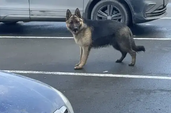 Найдена собака, Екатеринбург, фото: Найдена собака, г. Екатеринбург — г. Полевской, Екатеринбург