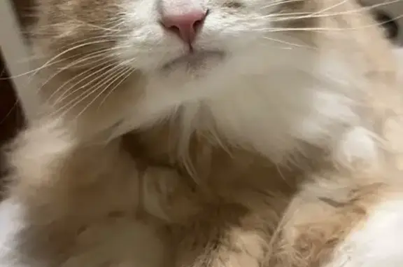 Пропала кошка, Кооперативная улица, 33А, Шуя - смесь с мейкуном - photo