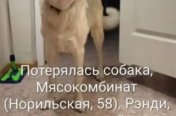 Пропала собака, Норильская улица, 58, Красноярск - кастрирован, красный адресник с куар кодом - photo