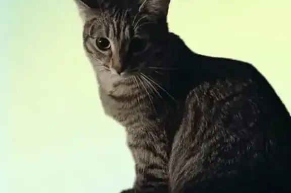 Пропала кошка, улица Цюрупы, 12 к4, Москва - пугливая и игривая - photo