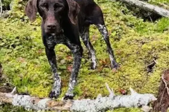 Окрас шоколадный с пятнышками, убежал в районе слезы, Владимировка