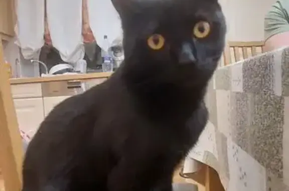 Пропал кот, Советская улица, 1, Аргаяш - полностью чёрный и разговорчивый - photo