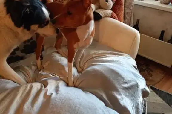 Найденные животные Нахабино, фото: Найдена собака, Советская улица, 28, Нахабино - коричневая с белым, маленькая