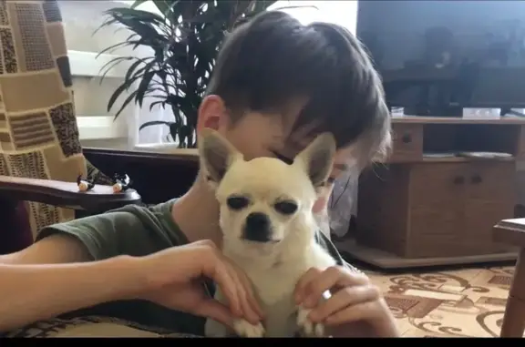 Пропал собака, мужской, Радужная улица, 12, Апшеронск - бело-кремовый окрас - photo