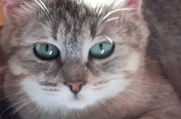 Пропала кошка, улица Героя Шнитникова, 2, Нижний Новгород - photo