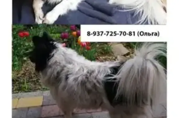 Пропал собака, улица Городовикова, 6, Волгоград - белый с черными пятнами - photo