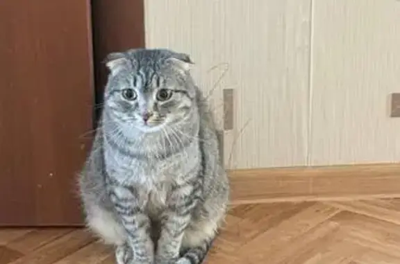 Пропал кот, 32, Элиста - серый вислоухий, кличка Васька - photo