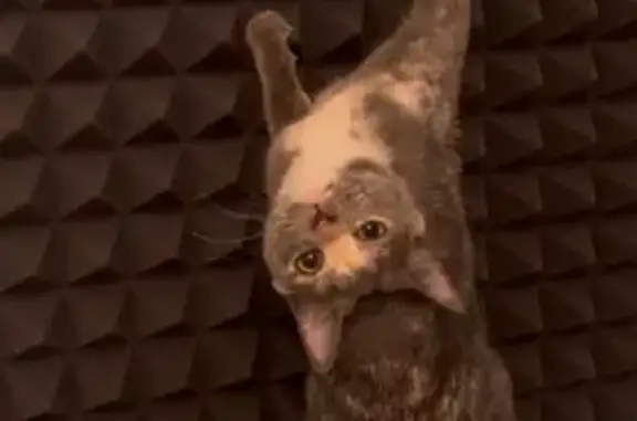 Пропала кошка, улица Баранова, 44, Солнечногорск - серый окрас с белым напылением - photo