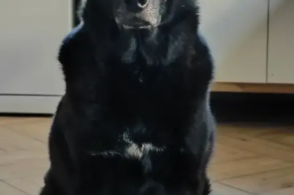 Пропала собака, улица Тургенева, 23, Ярославль - старый и добрый пёс - photo