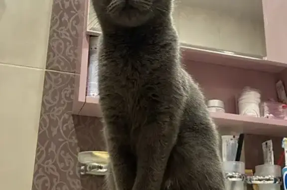 Пропала кошка, улица Героя Юрия Смирнова, 13, Нижний Новгород - серого цвета, зовут Пуся - photo