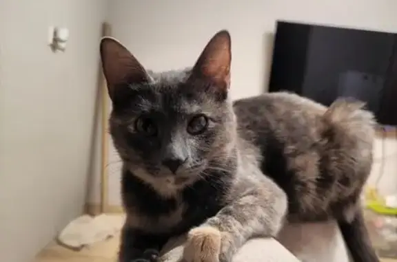 Пропала кошка, Родниковая улица, Нахабино - триколор с левым глазом с пеленой - photo