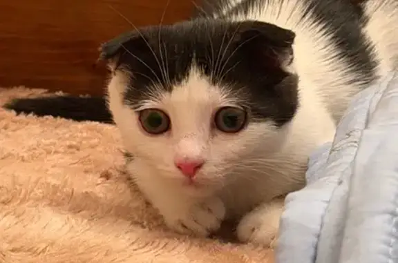 Пропала кошка, Чернореченская улица, Грозный - вислоухая белая с серыми пятнами - photo