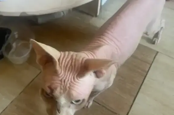 Объявления о пропавших и найденных животных, Оренбург, фото: Найден кот, Казахская улица, Оренбург