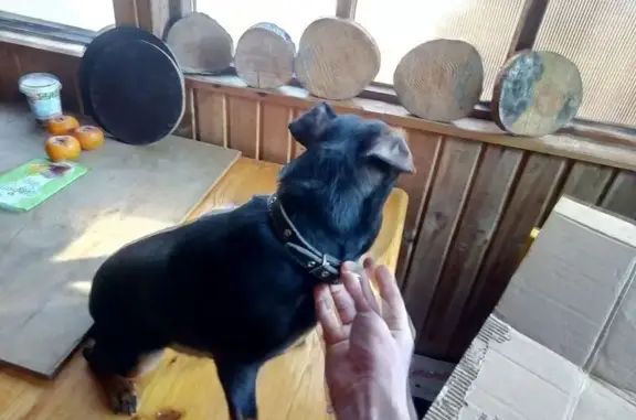 Найдена собака, Юрьевецкое, фото: Найден собака, Юрьевецкое городское поселение, Юрьевецкое - черный, молодой, в ошейнике