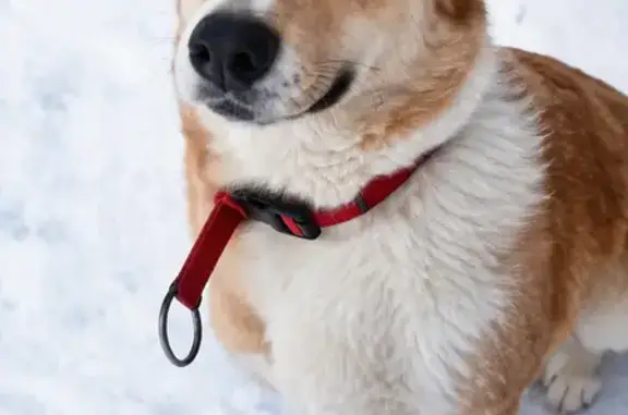 Пропала собака, 3-й проезд Первомайского посёлка, 33, Саратов - photo