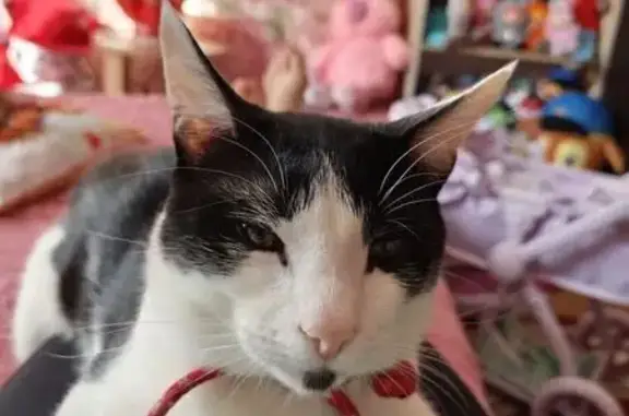 Пропал кот, улица Строителей, Верхнеднепровский - черно-белый окрас, длинные лапы - photo