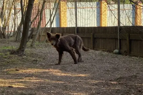 Найдена собака, Кашино, фото: Найдена собака, девочка, Кашино, Московская область