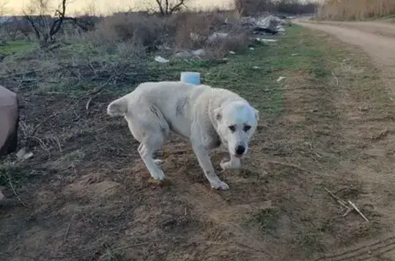 Найденные животные Астрахань, фото: Найдена собака, девочка алабай, Краматорская улица, Астрахань