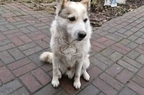 Пропал собака, Пригородная улица, Дубовое - белый окрас с серыми пятнами - photo