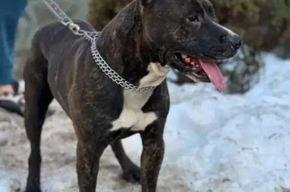 Найдена собака, Нижний Новгород, фото: Найден собака, Молитовский мост, Нижний Новгород - кобель на передержке