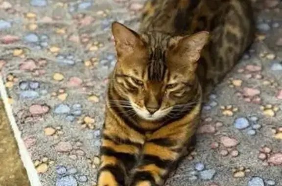 Пропал кот, улица Павла Флоренского, Калининград - бенгал с двумя синими ошейниками - photo