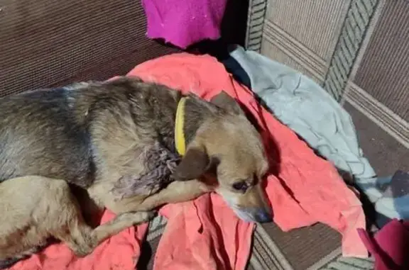 Найдена собака, Хохряки, фото: Найден собака, Трактовая улица, 44, Хохряки - с желтым ошейником