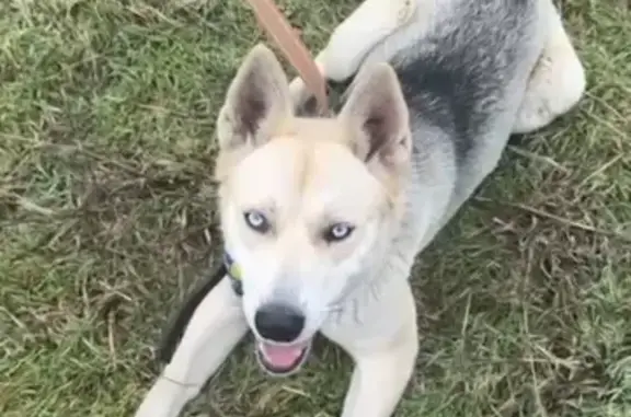 Пропала собака, Партизанский переулок, 53, Белореченск - голубые почти белые глаза - photo